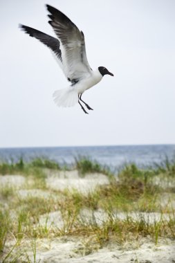 Seagull landing on beach. clipart