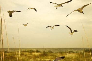 Seagulls flying over beach. clipart