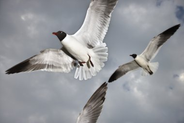 Seagulls in flight. clipart