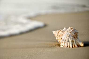 Seashell on beach. clipart