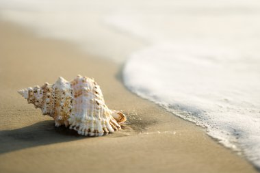 Shell on beach. clipart