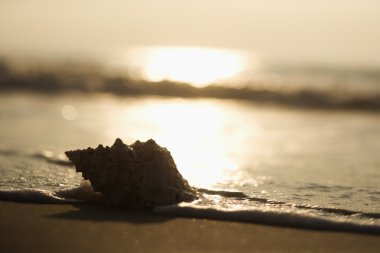 gün batımında Seashell.