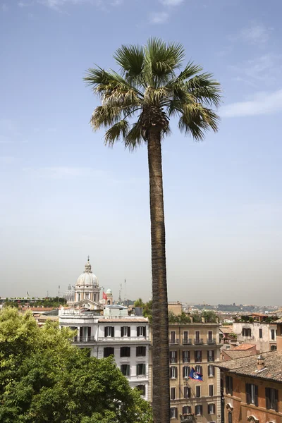 Palmboom, rome, Italië. — Stockfoto