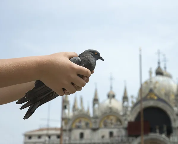 Child's Hands Holding Pigeon — Stock Photo, Image
