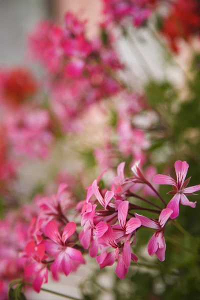 Pink geranium flowers. — Stock Photo, Image