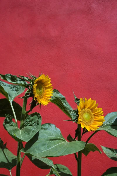 Slunečnice a červenou zeď — Stock fotografie