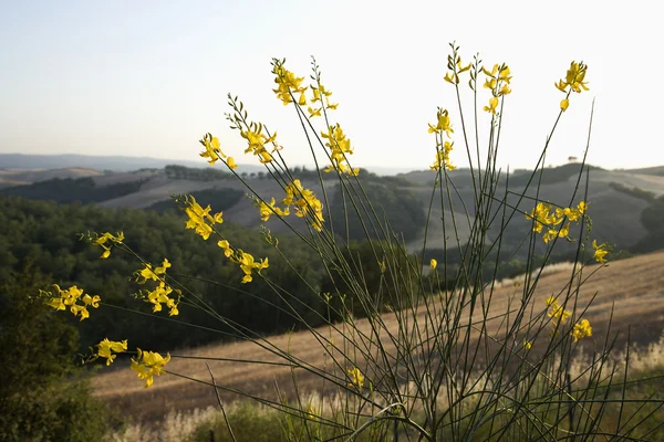 Kır çiçeği, Toskana, İtalya — Stok fotoğraf