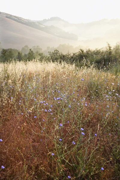 Ραδίκια wildflower πεδίο. — Φωτογραφία Αρχείου