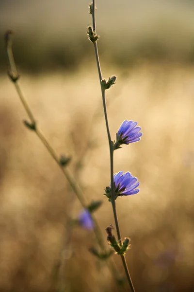 Chicory flower, Tuscany. — Stock Photo, Image