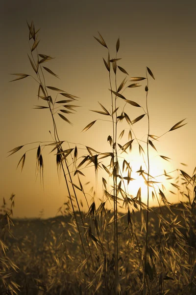 Havre växter vid solnedgången. — Stockfoto