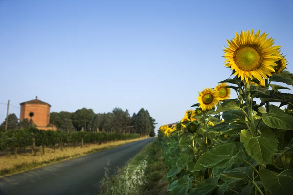 Zonnebloemveld naast weg — Stockfoto