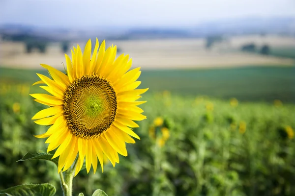 Slunečnicová pole, Toskánsko. — Stock fotografie