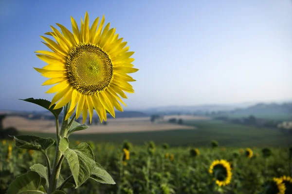 Соняшник у полі — стокове фото