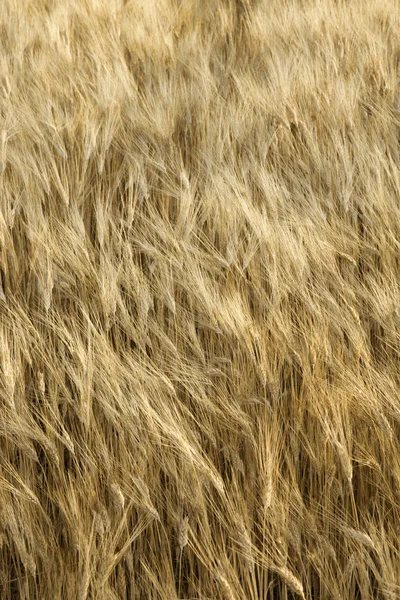 Pšeničné pole, Toskánsko, Itálie. — Stock fotografie