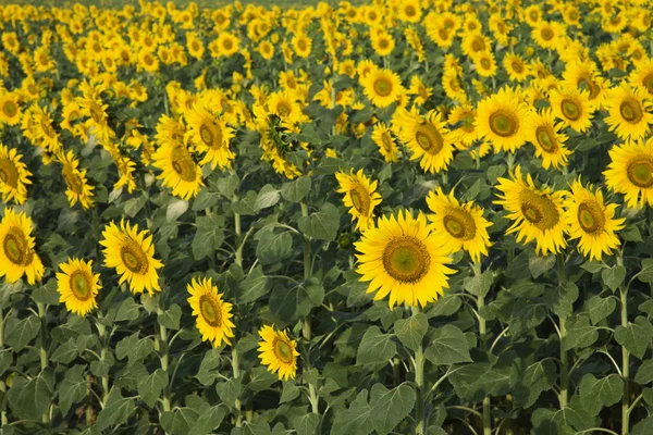 Slunečnice, Toskánsko, Itálie. — Stock fotografie