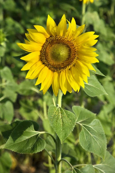 Sunflower, Tuscany, Italy. — Stock Photo, Image