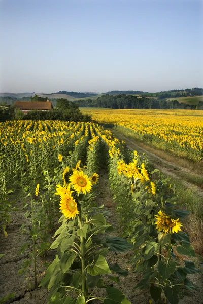 Zonnebloem veld, Toscane. — Stockfoto