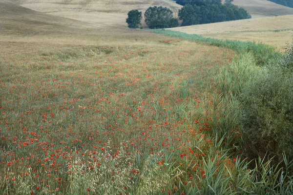 Fältet av vallmo, Toscana. — Stockfoto