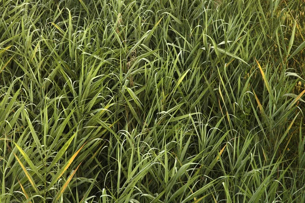 Grönt gräs. — Stockfoto