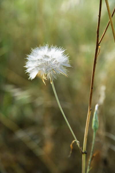 Dandelion clock.