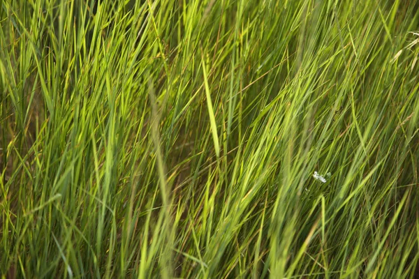 Зелена трава . — стокове фото
