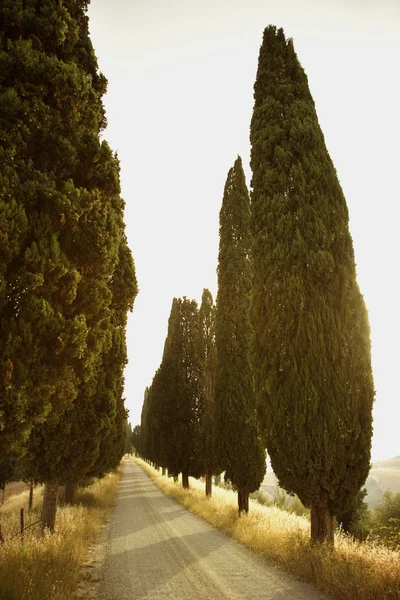 Ağaçlı kırsal yol — Stok fotoğraf