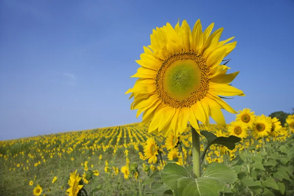 Sunflower in a Field — Stock Photo, Image