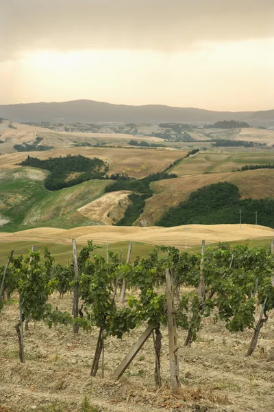 Toskanische Weinbaulandschaft. — Stockfoto