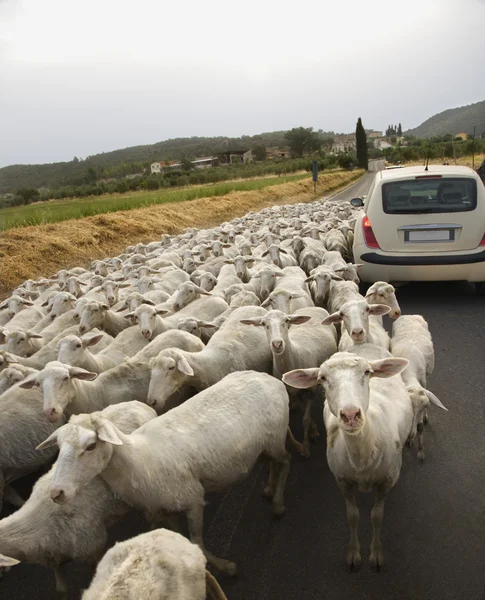 stock image Sheep and Car on Rural Road