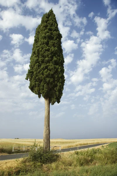 Одинокое кипарисское дерево . — стоковое фото