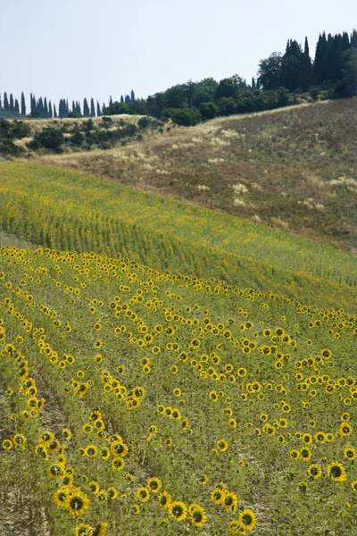 Tuscan kırsalında ayçiçeği. — Stok fotoğraf
