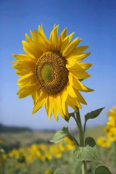 Yellow sunflower in field. — Stock Photo, Image