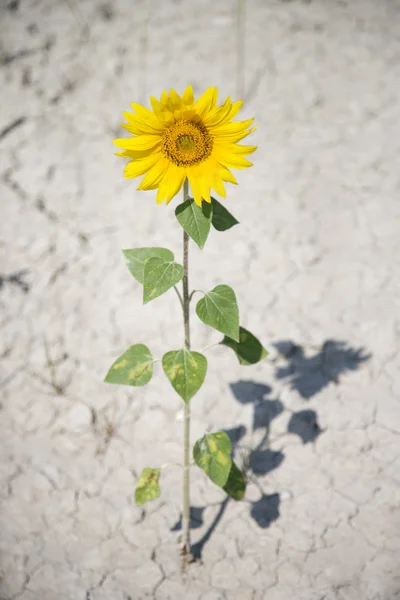 Sunflower in dry dirt. — Stock Photo, Image