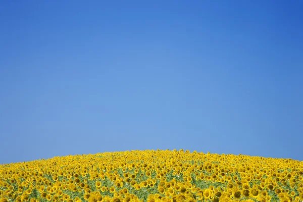 Zonnebloem veld — Stockfoto