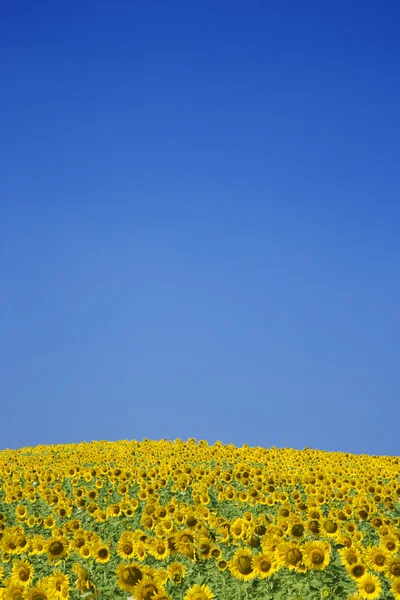 Slunečnicová pole — Stock fotografie
