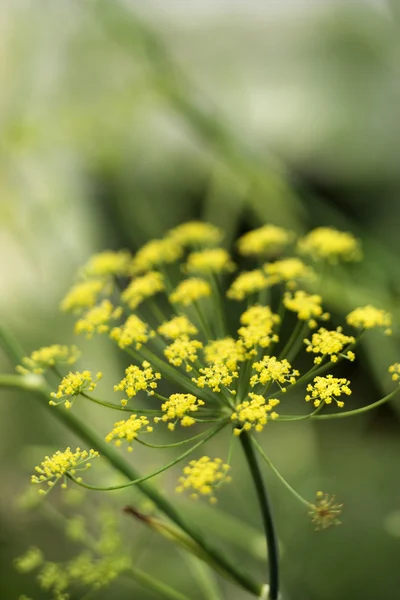 Желтые скопления цветут на растении . — стоковое фото