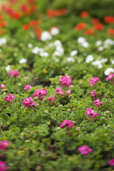 Geranium flowers. — Stock Photo, Image
