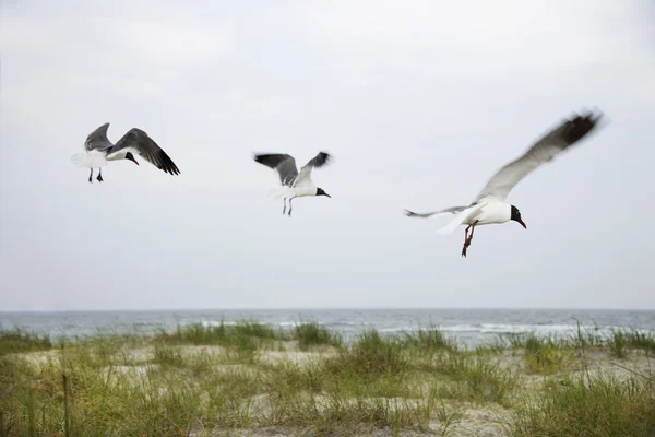 Drie meeuwen vliegen over strand. — Stockfoto