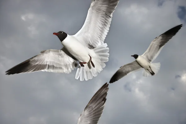 Seagulls in flight. — Stock Photo, Image