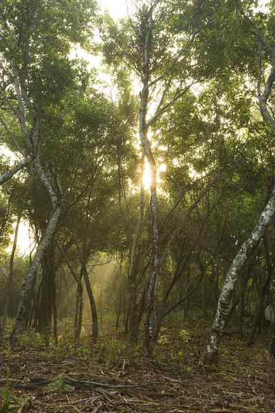 Stralen van licht in bos. — Stockfoto