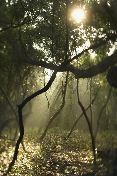 stock image Rays of light in forest.