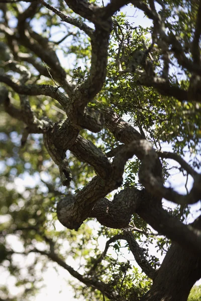 Live oak tree. — Stockfoto