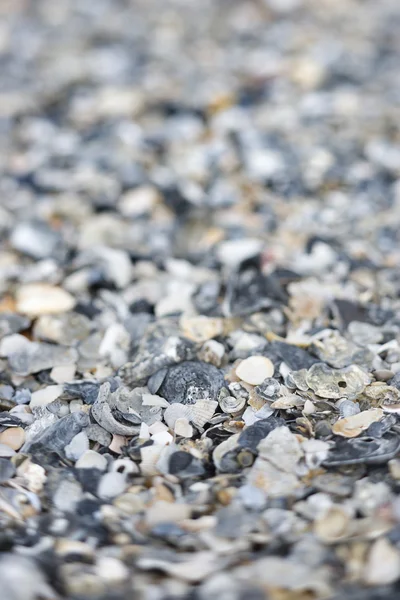 Conchas marinhas mistas e quebradas . — Fotografia de Stock