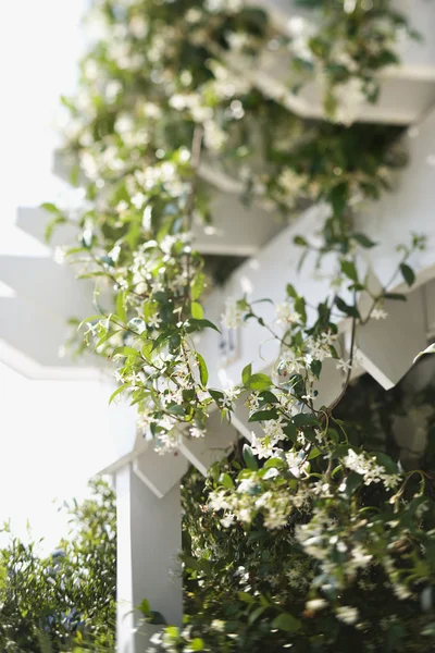 Flowering vine on white trellis. — Stock Photo, Image