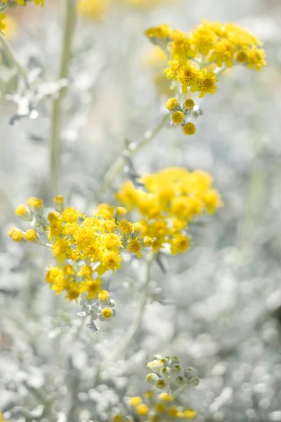 Gelb blühende Pflanze. — Stockfoto