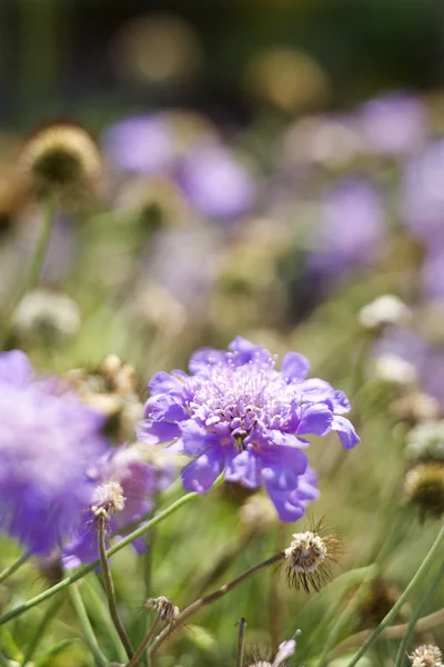 Pianta da fiore viola . — Foto Stock