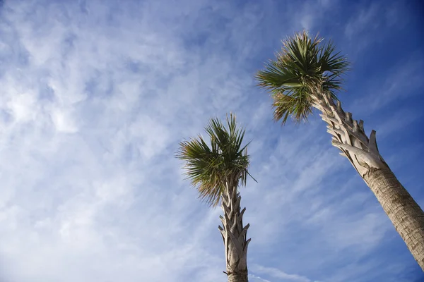 Palmbomen tegen de blauwe lucht. — Stockfoto