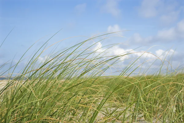 Spiaggia erba ondeggiante con il vento . — Foto Stock
