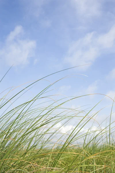 바람에 흔들리는 해변 잔디. — 스톡 사진