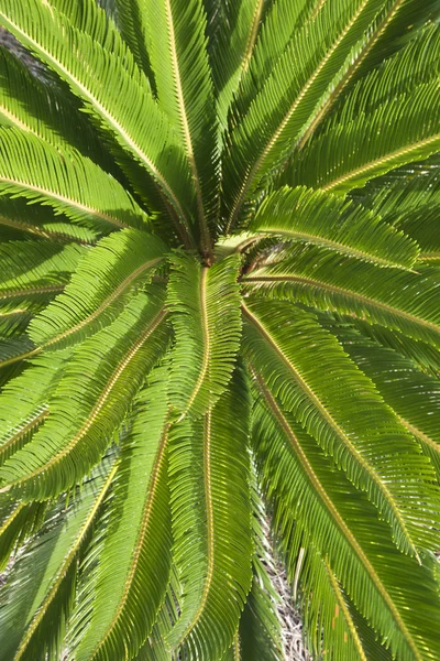 Detail tropischer Pflanzen. — Stockfoto